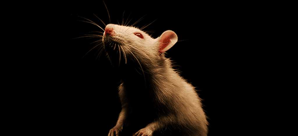 malware rat