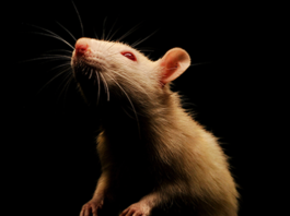 malware rat